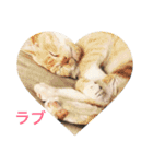 ころりん猫スタンプ（個別スタンプ：9）