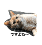 ころりん猫スタンプ（個別スタンプ：11）