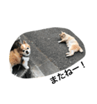 ころりん猫スタンプ（個別スタンプ：12）