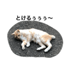 ころりん猫スタンプ（個別スタンプ：13）