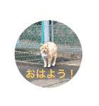 ころりん猫スタンプ（個別スタンプ：15）