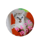 大五郎＆富実子の日常 Vol.001〜004（個別スタンプ：25）