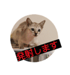 大五郎＆富実子の日常 Vol.001〜004（個別スタンプ：39）