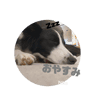 りーろ、にこ（個別スタンプ：8）