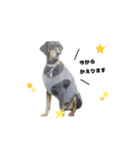 坪倉専用stamp✧︎*。（個別スタンプ：1）
