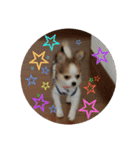 Cocoちゃん、時々ギャング（個別スタンプ：6）