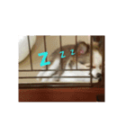 Cocoちゃん、時々ギャング（個別スタンプ：10）