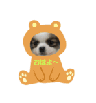 Cocoちゃん、時々ギャング（個別スタンプ：11）