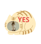 Cocoちゃん、時々ギャング（個別スタンプ：12）