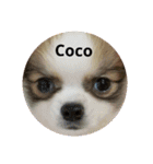 Cocoちゃん、時々ギャング（個別スタンプ：13）