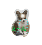 Cocoちゃん、時々ギャング（個別スタンプ：16）