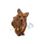 Rinの日常（個別スタンプ：5）