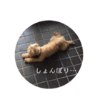 ショコラコレクション one（個別スタンプ：23）