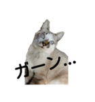 ねこの気ままな日常生活（個別スタンプ：1）