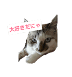ねこの気ままな日常生活（個別スタンプ：2）