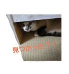 ねこの気ままな日常生活（個別スタンプ：7）