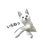 ねこの気ままな日常生活（個別スタンプ：8）