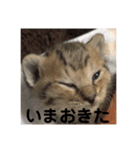 チョモ（個別スタンプ：1）