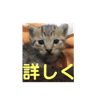 チョモ（個別スタンプ：2）
