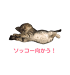チョモ（個別スタンプ：5）