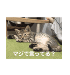 チョモ（個別スタンプ：6）