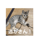 チョモ（個別スタンプ：8）