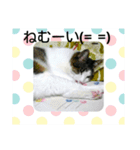 いとしのじじこちゃん（個別スタンプ：5）