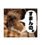 ここあちゃんでーす2（個別スタンプ：6）