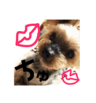 ここあちゃんでーす2（個別スタンプ：11）
