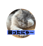 堀内さん家のにゃんず（個別スタンプ：6）