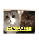 堀内さん家のにゃんず（個別スタンプ：7）