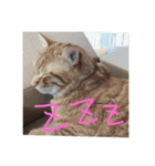 うちの変わった猫ちゃんと達〜（個別スタンプ：2）