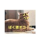 うちの変わった猫ちゃんと達〜（個別スタンプ：3）