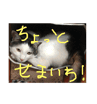 うちの変わった猫ちゃんと達〜（個別スタンプ：4）