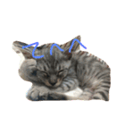うちの変わった猫ちゃんと達〜（個別スタンプ：6）
