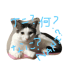 うちの変わった猫ちゃんと達〜（個別スタンプ：9）
