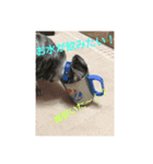 うちの変わった猫ちゃんと達〜（個別スタンプ：10）