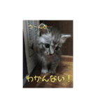 うちの変わった猫ちゃんと達〜（個別スタンプ：11）