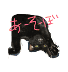 うちの変わった猫ちゃんと達〜（個別スタンプ：12）