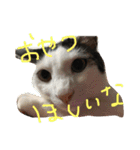 うちの変わった猫ちゃんと達〜（個別スタンプ：13）