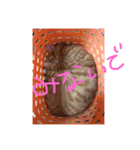 うちの変わった猫ちゃんと達〜（個別スタンプ：14）