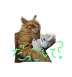 うちの変わった猫ちゃんと達〜（個別スタンプ：16）