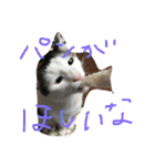 うちの変わった猫ちゃんと達〜（個別スタンプ：19）
