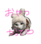 うちの変わった猫ちゃんと達〜（個別スタンプ：20）