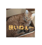 うちの変わった猫ちゃんと達〜（個別スタンプ：21）