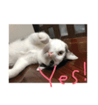 うちの変わった猫ちゃんと達〜（個別スタンプ：23）