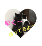 うちの変わった猫ちゃんと達〜（個別スタンプ：26）