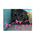 うちの変わった猫ちゃんと達〜（個別スタンプ：30）