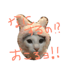 うちの変わった猫ちゃんと達〜（個別スタンプ：31）