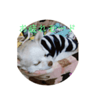 ワンコ花＆菊02（個別スタンプ：15）